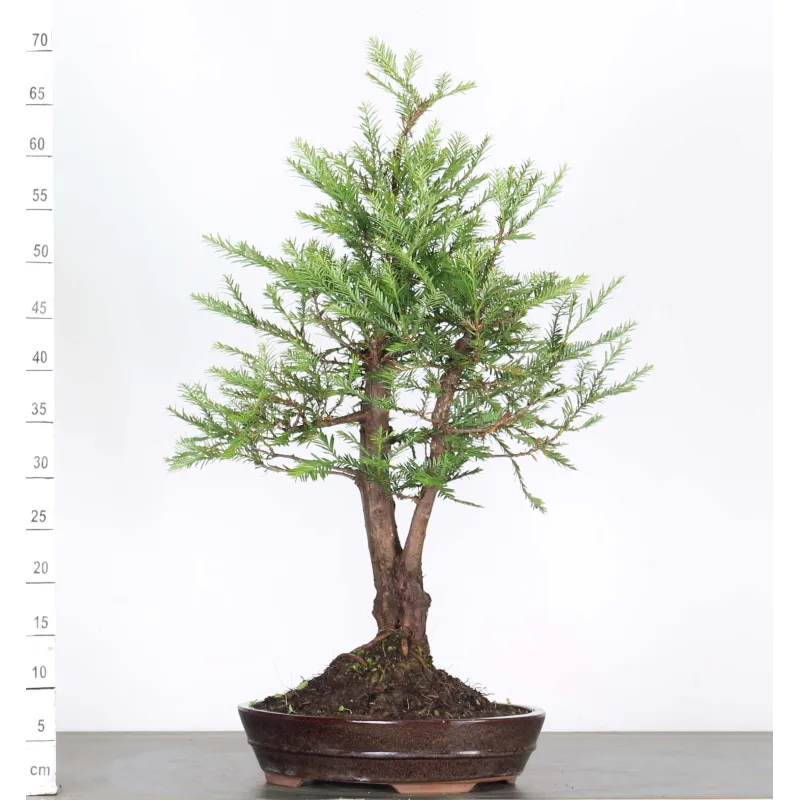 SEQUOIA SEMPERVIRENS SES-1-11