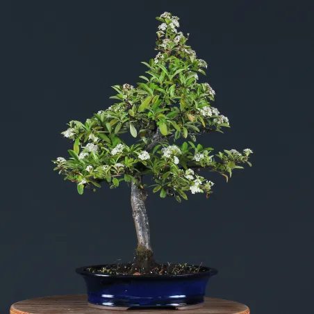 image supplémentaire - PYRACANTHA 1-9