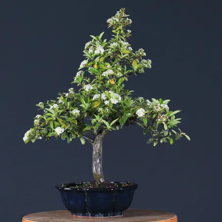 image supplémentaire - PYRACANTHA 2-2