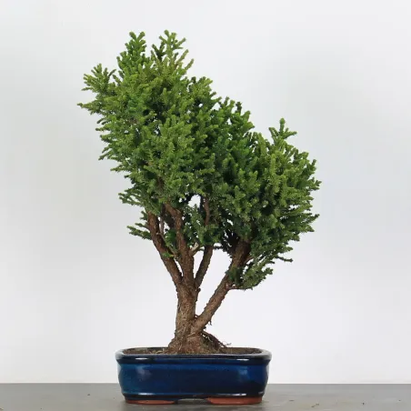 image supplémentaire - CRYPTOMERIA DU JAPON 1-1