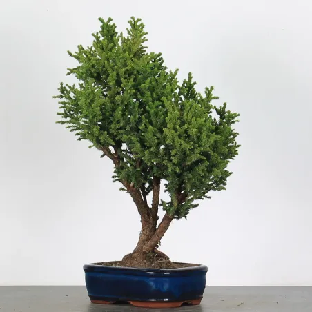 CRYPTOMERIA DU JAPON 1-1