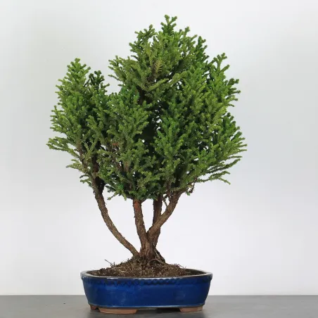 image supplémentaire - CRYPTOMERIA DU JAPON 1-3