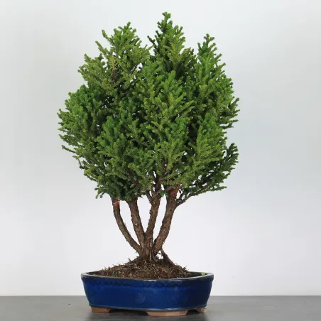 CRYPTOMERIA DU JAPON 1-3