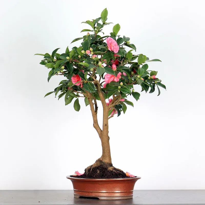 image supplémentaire - CAMELIA D'AUTOMNE...