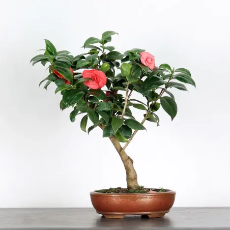 Bonsai Caméllia Japonica