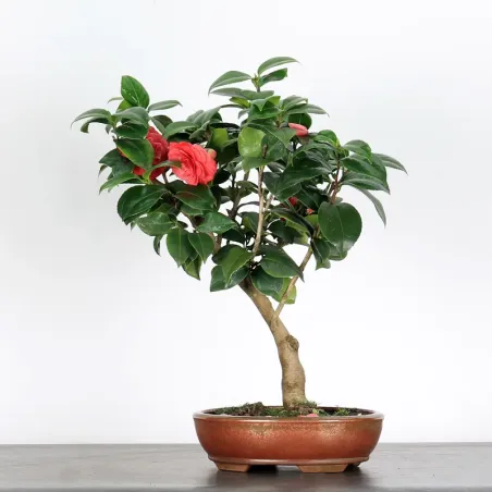 image supplémentaire - Camellia japonica 1-1