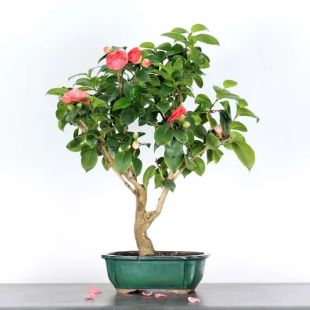 Bonsai Caméllia Japonica