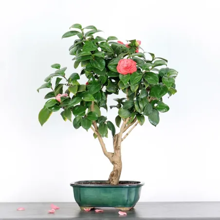 image supplémentaire - Camellia japonica 1-5