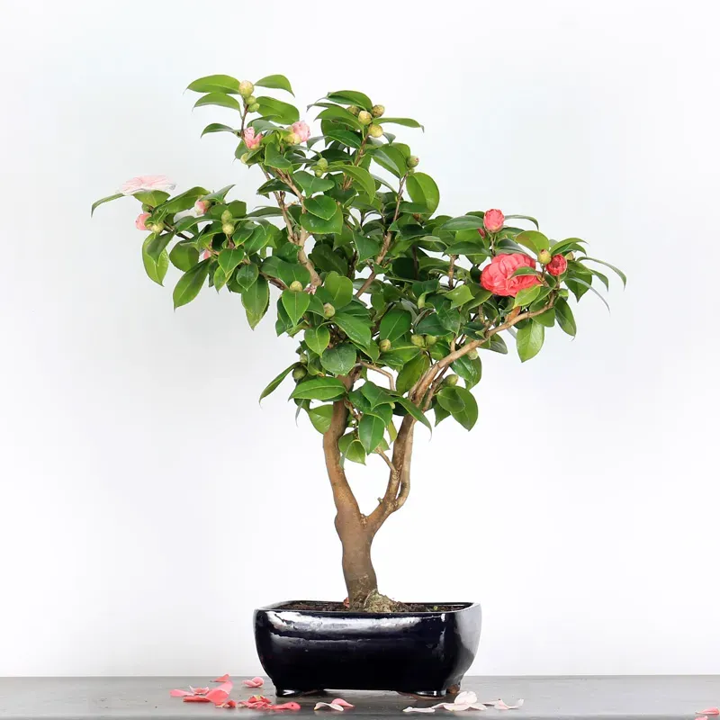 Camellia japonica 1-8