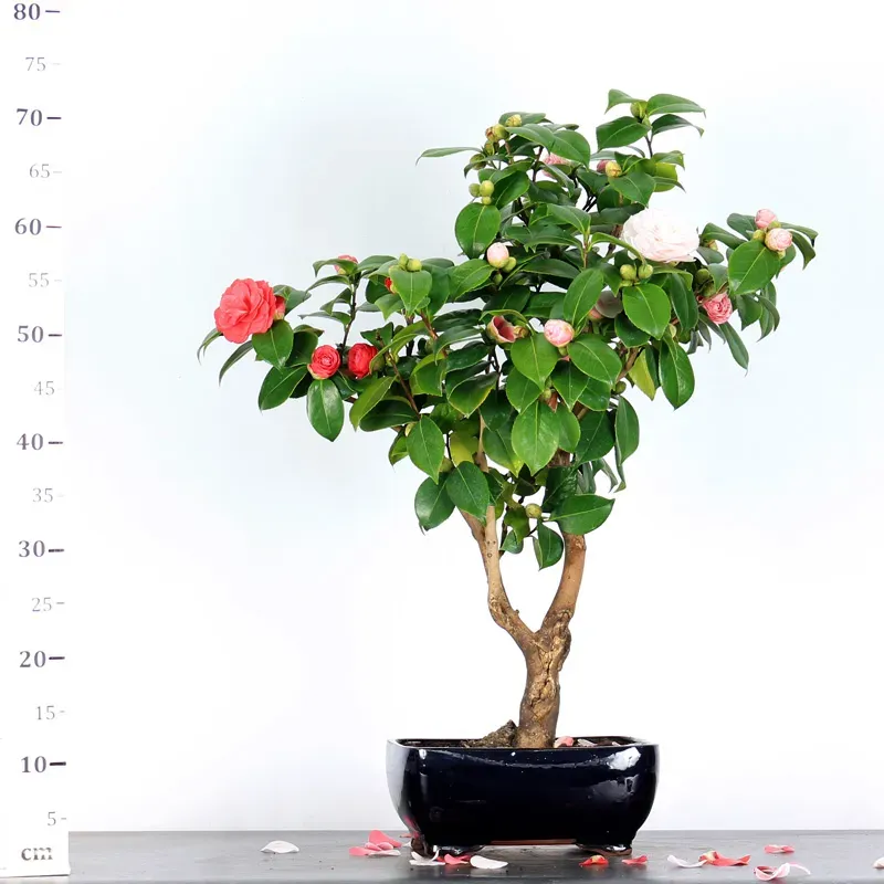 image supplémentaire - Camellia japonica 1-8