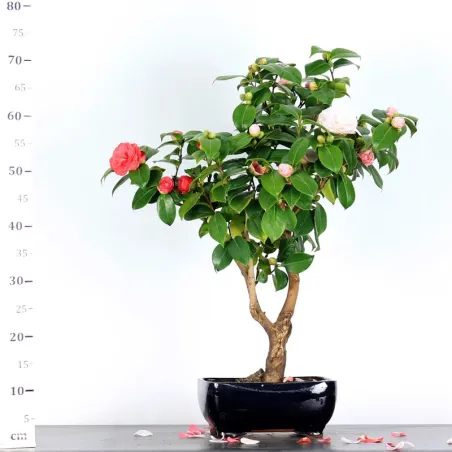 image supplémentaire - Camellia japonica 1-8