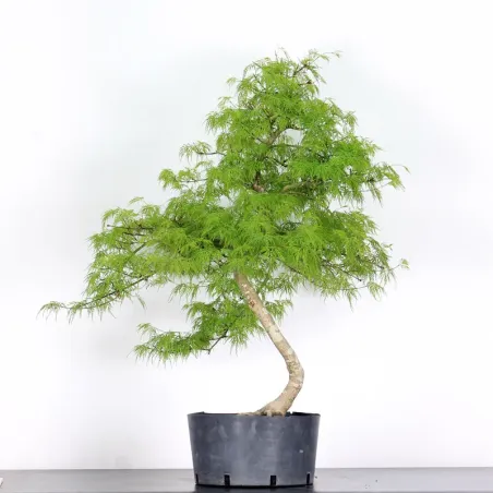 image supplémentaire - BONSAI ACER DISSECTUM...