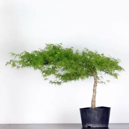 BONSAI ACER DISSECTUM ESMERALD LACE 3-1