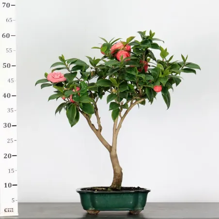 image supplémentaire - Camellia japonica 2-1