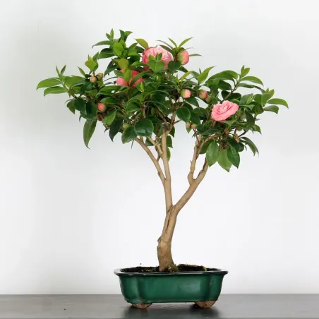 Bonsai Caméllia Japonica