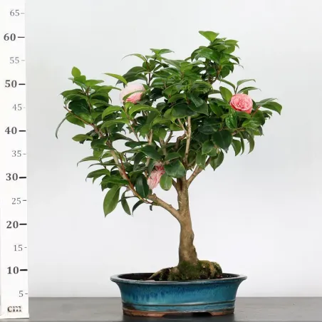 image supplémentaire - Camellia japonica 2-2