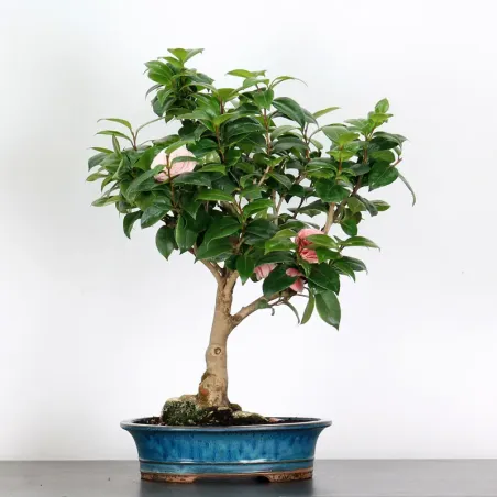 Bonsai Camélia Japonica