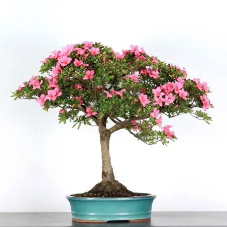 image supplémentaire - AZALÉE JAPONAISE "AZALEA" 3-13
