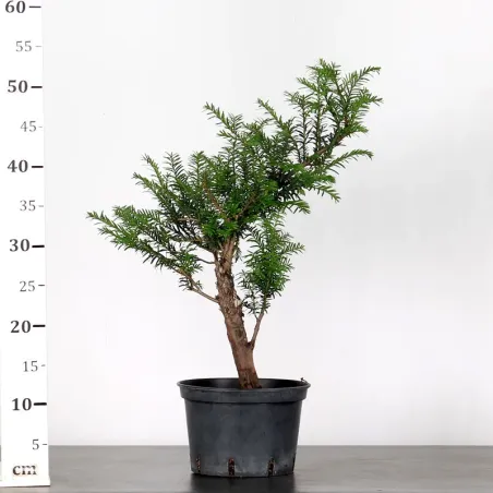 image supplémentaire - IF "Taxus baccata" 1-1