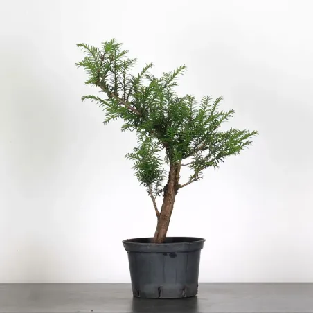 IF "Taxus baccata" 1-1