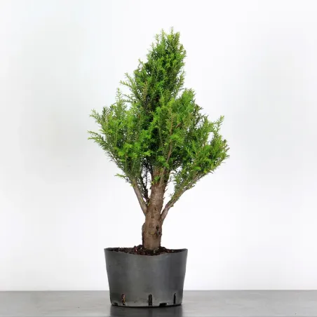 YEW "TAXUS BACCATA" 1-6