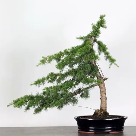 image supplémentaire - Cèdre de l'atlas "CEDRUS...