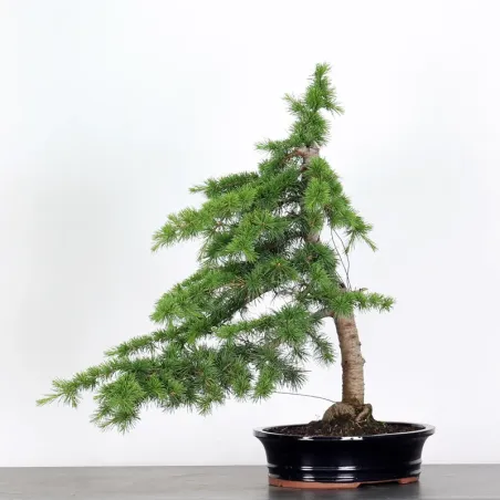 Bonsaï Cèdre de l'Atlas "cedrus atlantica" 1-7 | Bonsaï Galinou