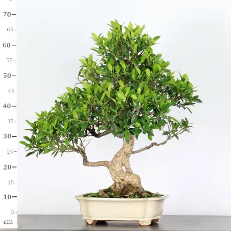 image supplémentaire - FICUS NITIDA FIN 2-1