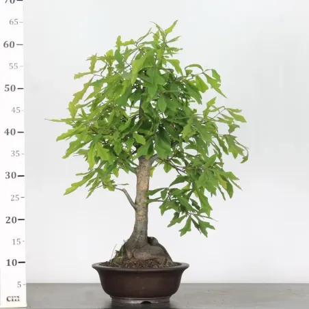 image supplémentaire - Chêne des marais "QUERCUS...