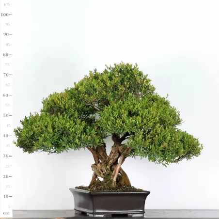 image supplémentaire - BONSAI MYRTE "MYRTUS" 2-2