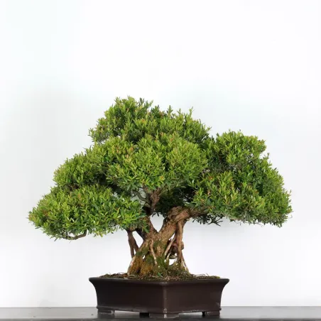 BONSAI MYRTE "MYRTUS" 2-2