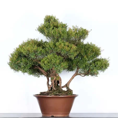 image supplémentaire - BONSAI MYRTLE "MYRTUS" 2-5