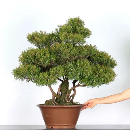BONSAI MYRTLE "MYRTUS" 2-5