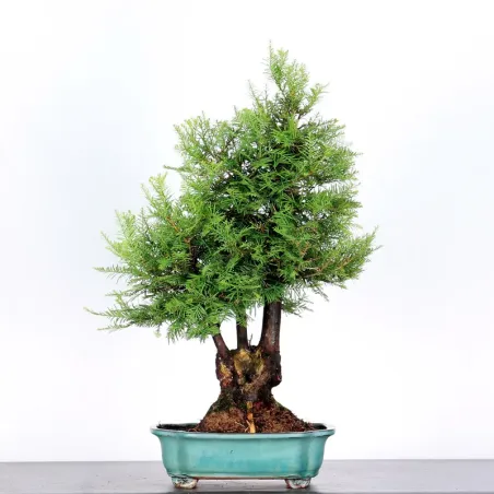 Bonsaï Sequoia Sempervirens
