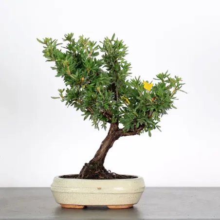 BONSAI POTENTILLA 1-1