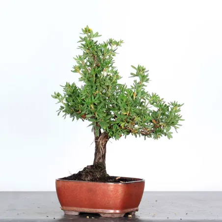 image supplémentaire - BONSAI POTENTILLA 1-2