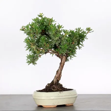 image supplémentaire - BONSAI POTENTILLA 1-3