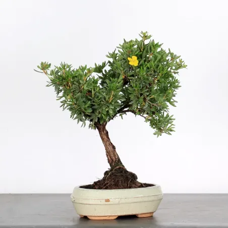 BONSAI POTENTILLA 1-3