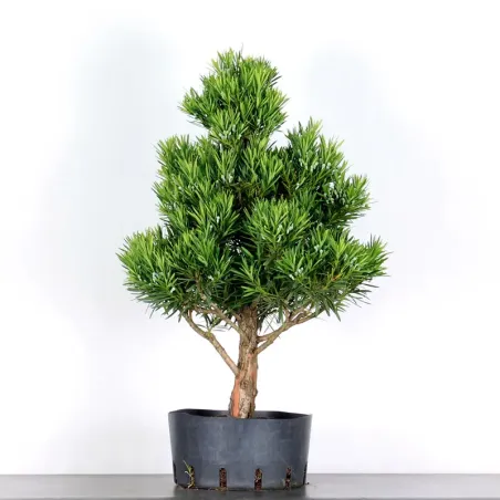 PIN DE BOUDDHA "PODOCARPUS" 1-8