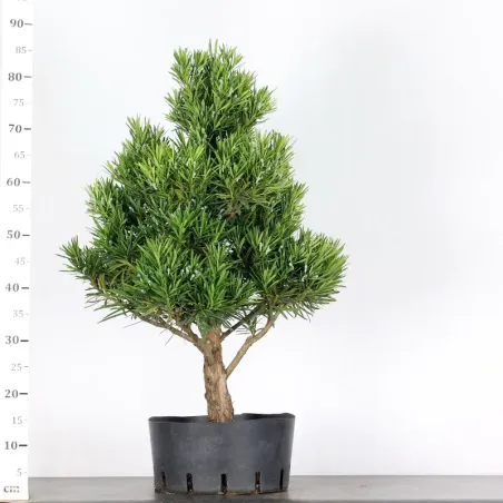image supplémentaire - PIN DE BOUDDHA "PODOCARPUS"...