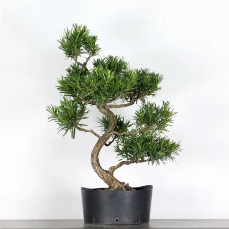 PIN DE BOUDDHA "PODOCARPUS" 1-9