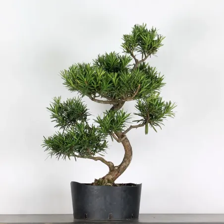 image supplémentaire - BUDDHA PINE "PODOCARPUS" 1-9