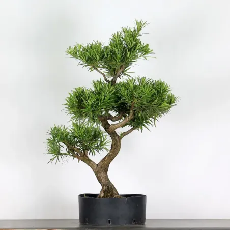 PIN DE BOUDDHA "PODOCARPUS" 2-1