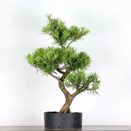 image supplémentaire - PIN DE BOUDDHA "PODOCARPUS"...