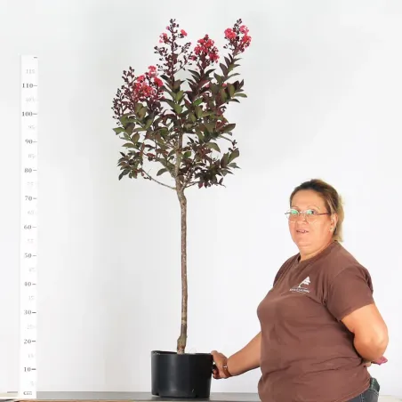 GARDEN TREE - INDIAN LILAC "LAGERSTROEMIA" 1-7