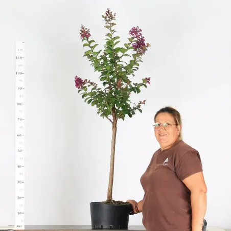 ARBRE JARDIN - LILAS DES INDES "LAGERSTROEMIA" 1-8