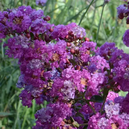 image supplémentaire - ARBRE JARDIN - LILAS DES...