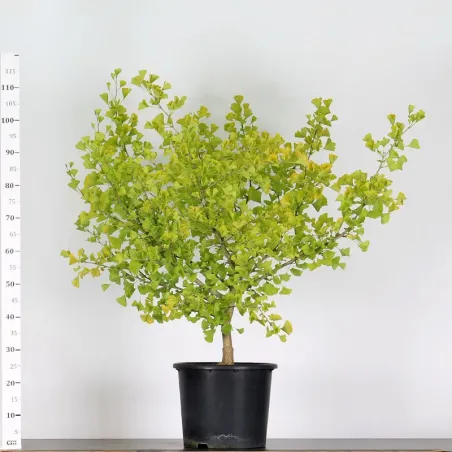 image supplémentaire - GARDEN TREE - GINKGO BILOBA...
