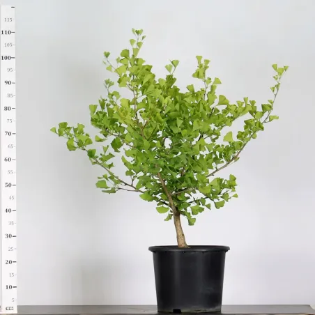 GARDEN TREE - GINKGO BILOBA 1-3