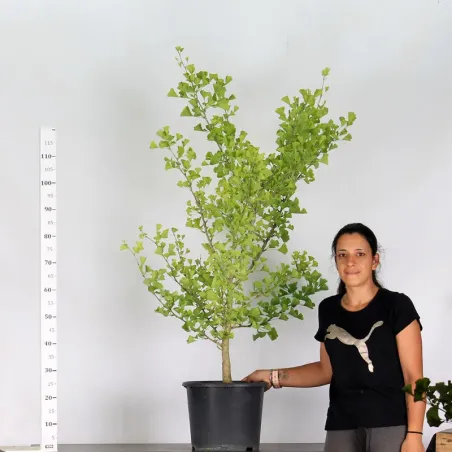 image supplémentaire - GARDEN TREE - GINKGO BILOBA...